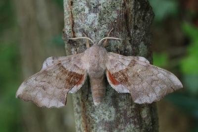 Laothoe populi