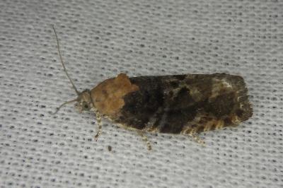 Eudemis profundana