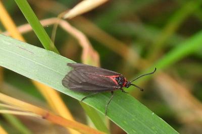 Aglaope infausta