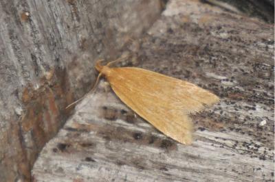 Helcystogramma rufescens