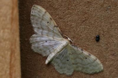 Idaea fuscovenosa