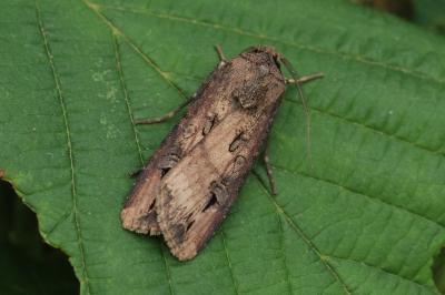 Agrotis ipsilon