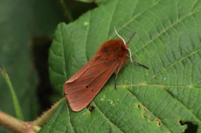 Phragmatobia fuliginosa