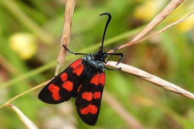 Zygaena transalpina