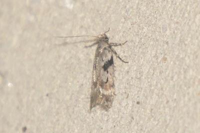 Caryocolum blandellum