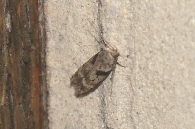 Caryocolum blandellum