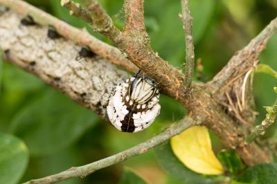 Acherontia atropos