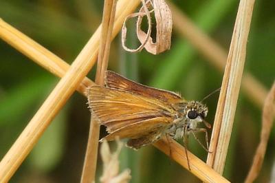 Thymelicus acteon
