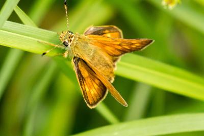 Ochlodes sylvanus