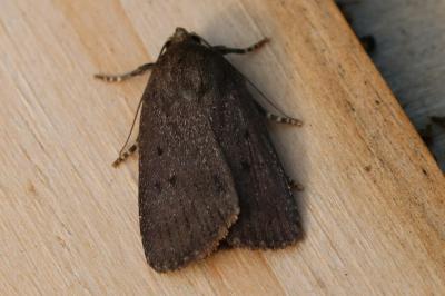 Amphipyra tragopoginis