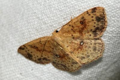 Cyclophora porata