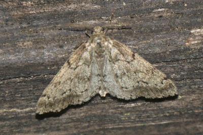 Tephronia sepiaria