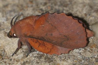Gastropacha quercifolia