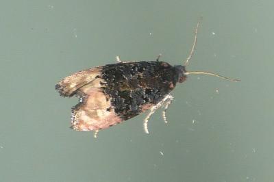 Metendothenia atropunctana