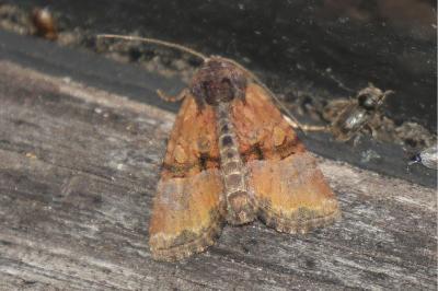 Mesoligia furuncula