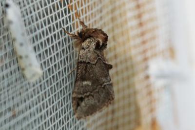Drymonia obliterata