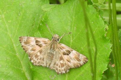 Carcharodus alceae