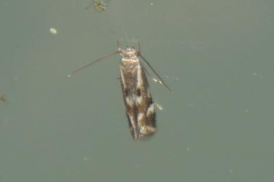 Elachista utonella