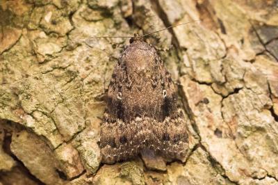 Amphipyra berbera