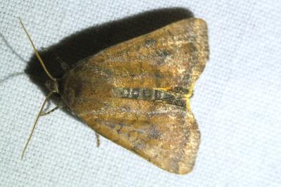 Noctua interjecta