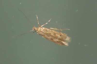 Monochroa lucidella