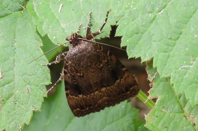 Amphipyra pyramidea