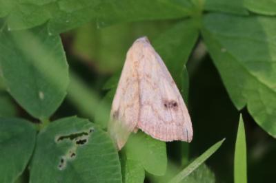 Rivula sericealis