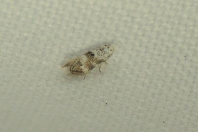 Bucculatrix frangutella