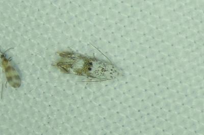 Bucculatrix frangutella