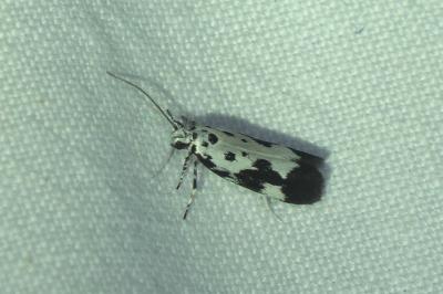 Ethmia quadrillella