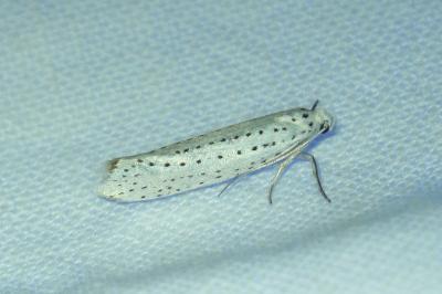 Yponomeuta evonymella