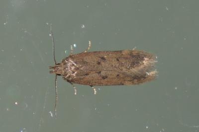 Bryotropha terrella