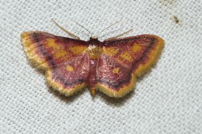Idaea muricata