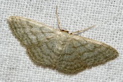 Idaea subsericeata