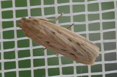 Ematheudes punctella