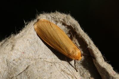 Wittia sororcula