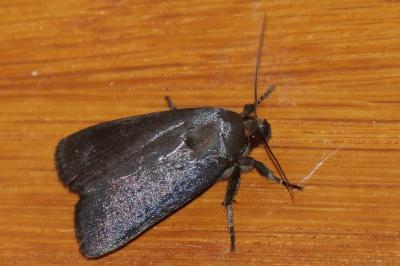 Amphipyra livida