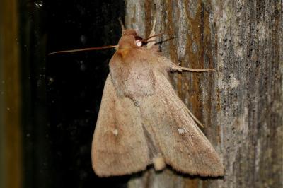 Mythimna ferrago