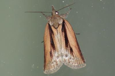 Nycteola revayana