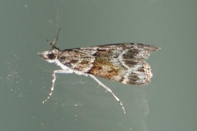Eudonia mercurella