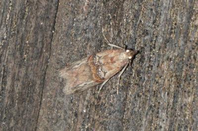 Nephopterix angustella