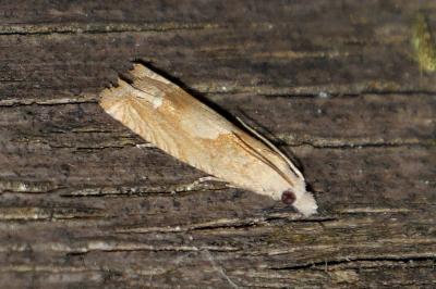Eucosma conterminana