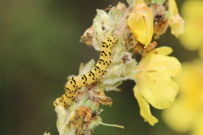 Cucullia lychnitis
