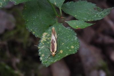 Harpella forficella