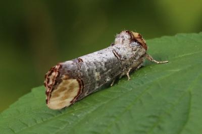 Phalera bucephala