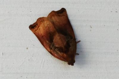 Archips podana