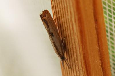 Agriphila inquinatella