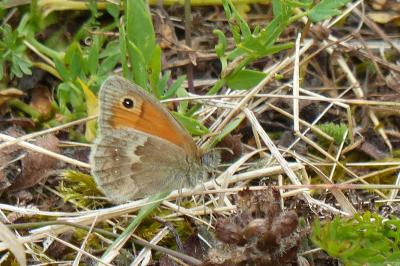 Coenonympha pamphilus