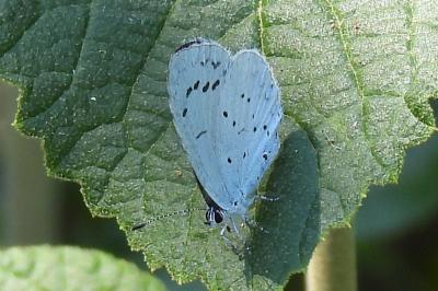 Celastrina argiolus