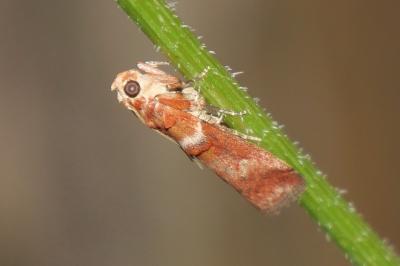 Acrobasis tumidana